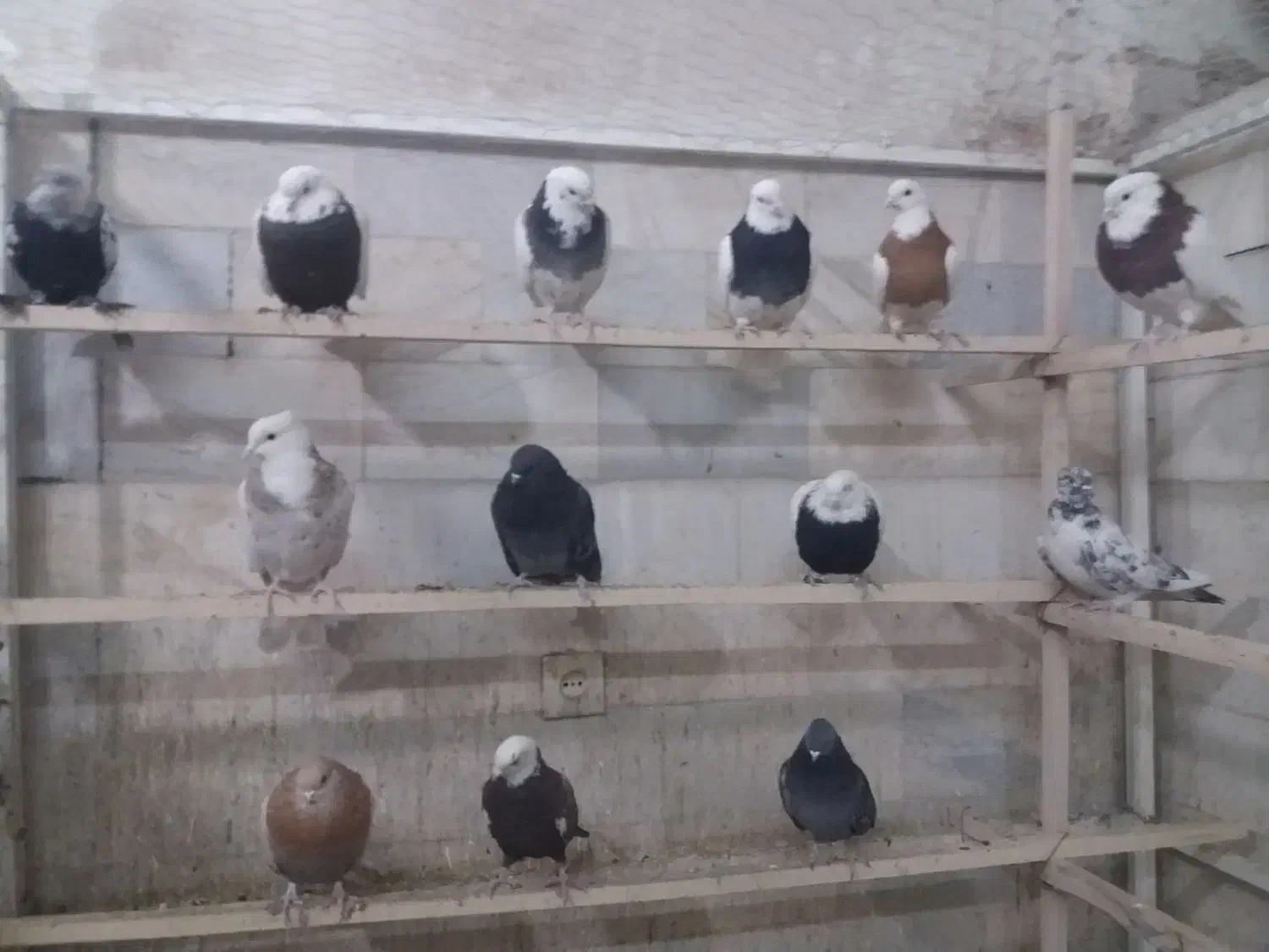 یه گل کفتر یکجا فروشه...|پرنده|بهار, |دیوار