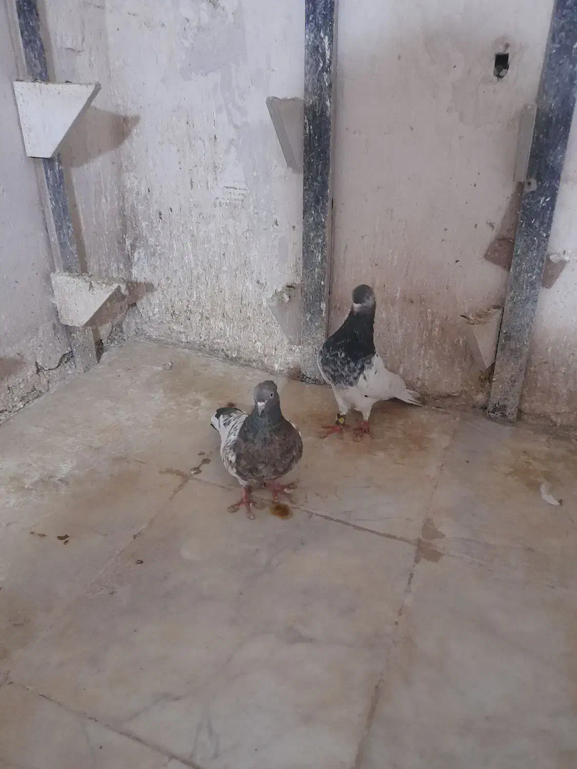 ۲ جفت کله ۳۸۰۰|پرنده|شیروان (خراسان), |دیوار