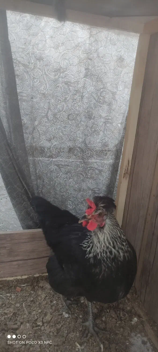 مرغ جوان|حیوانات مزرعه|شیراز, کوشک میدان|دیوار