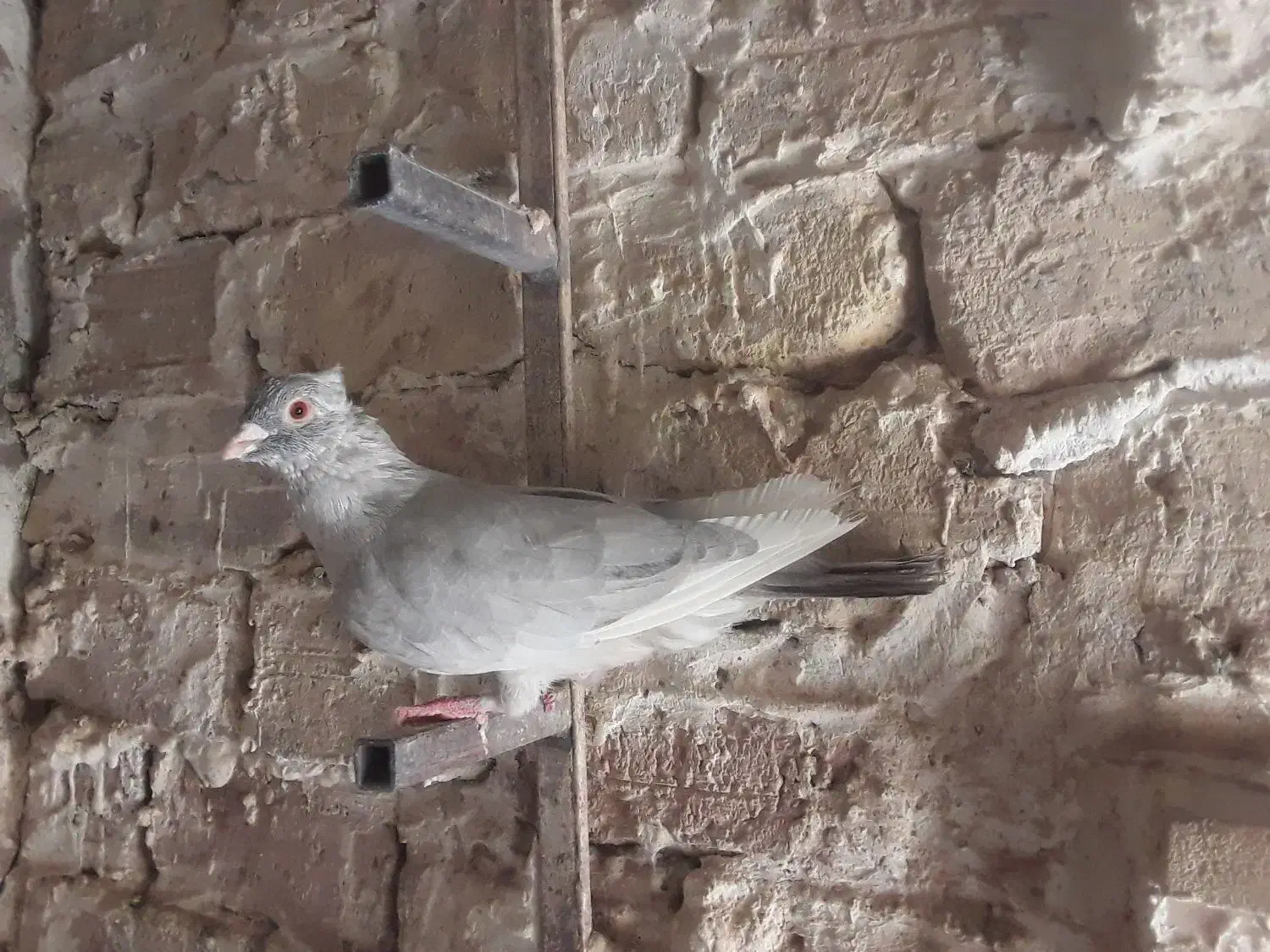 فروش قره الماسی کاکل|پرنده|فسا, |دیوار