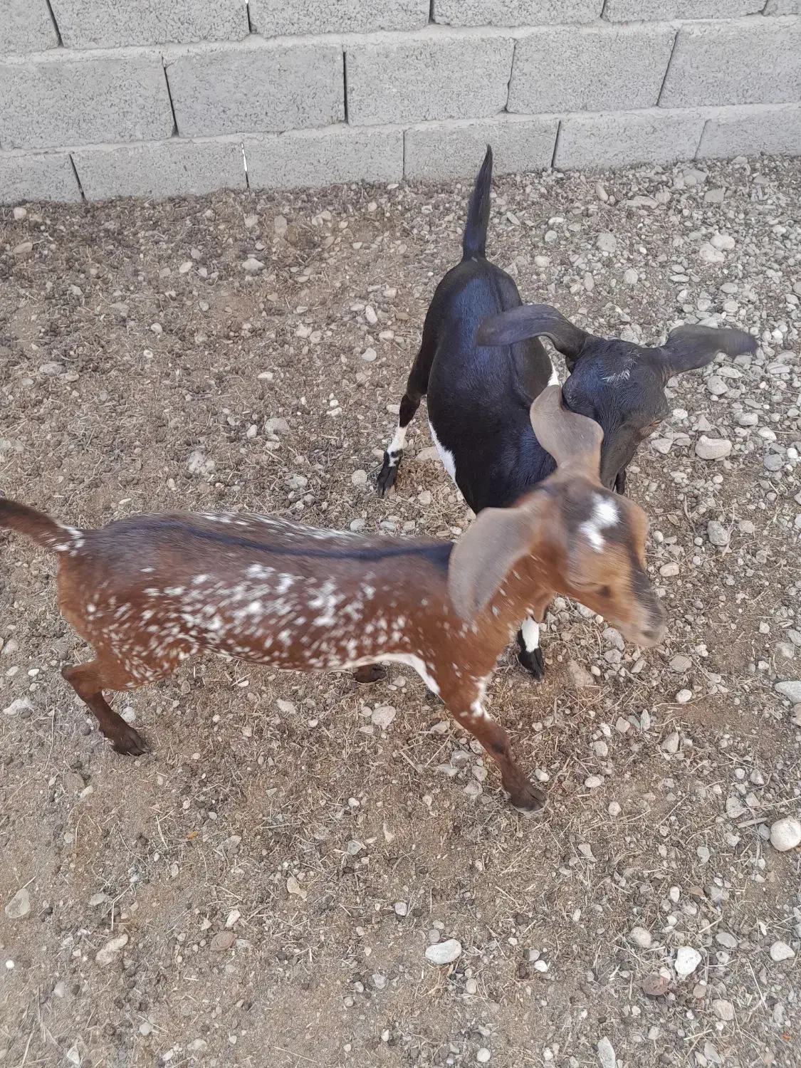 کهر نر دو قلو|حیوانات مزرعه|مهران (هرمزگان), |دیوار