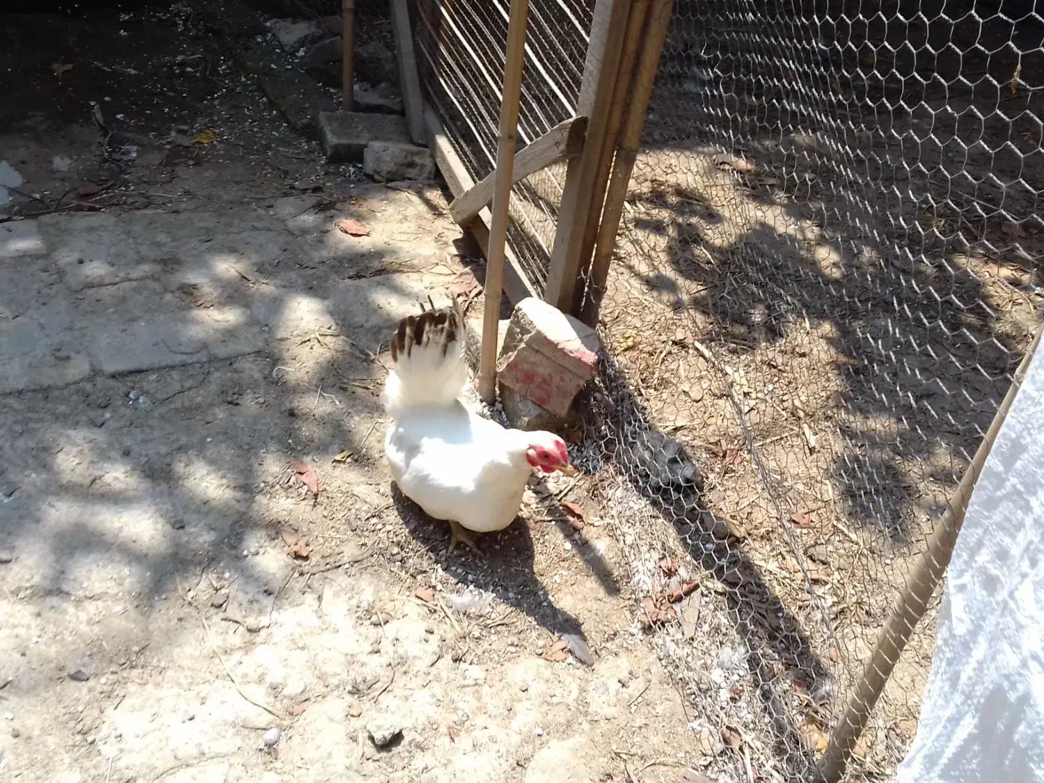 خروس محلی و خروس مینیاتوری|حیوانات مزرعه|جویبار, |دیوار