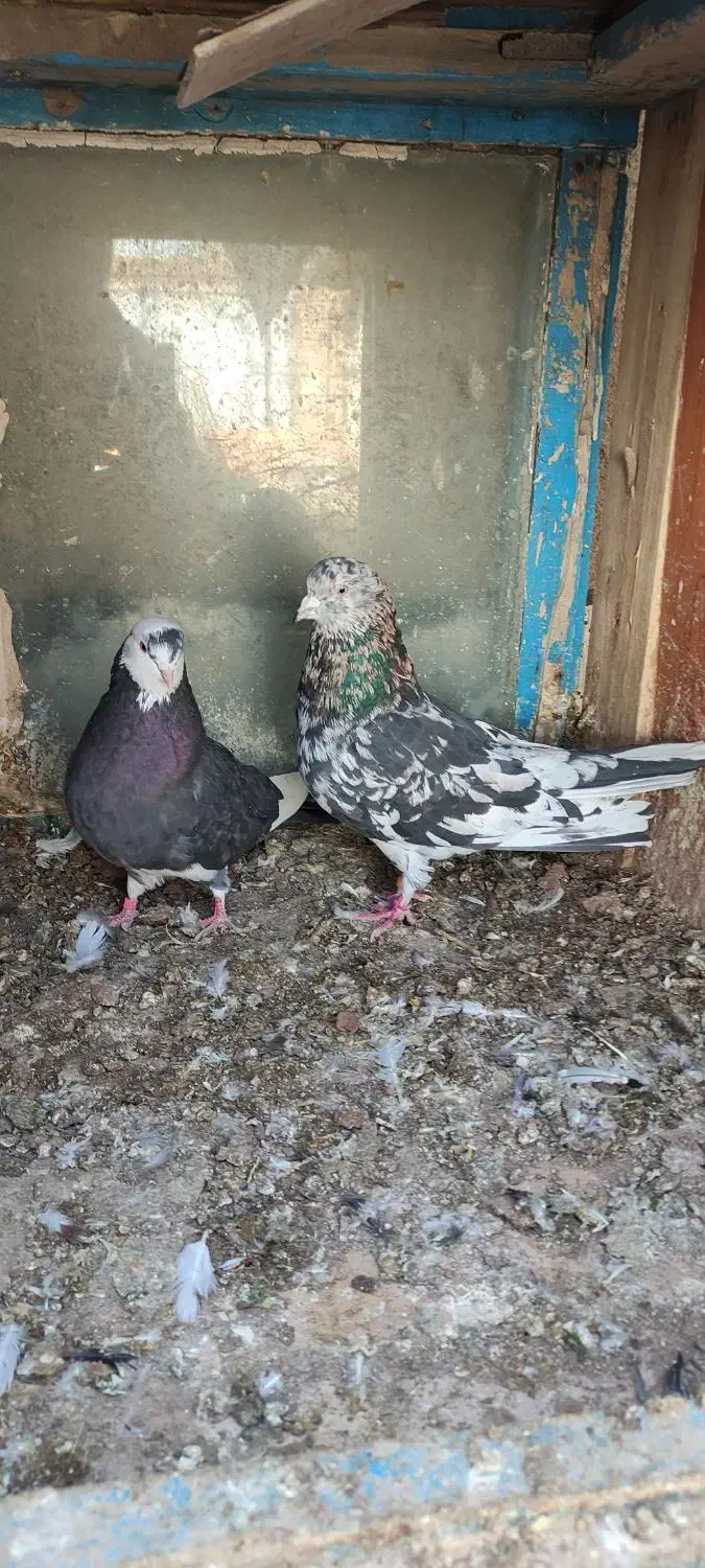 سرور پرشی|پرنده|بوکان, |دیوار