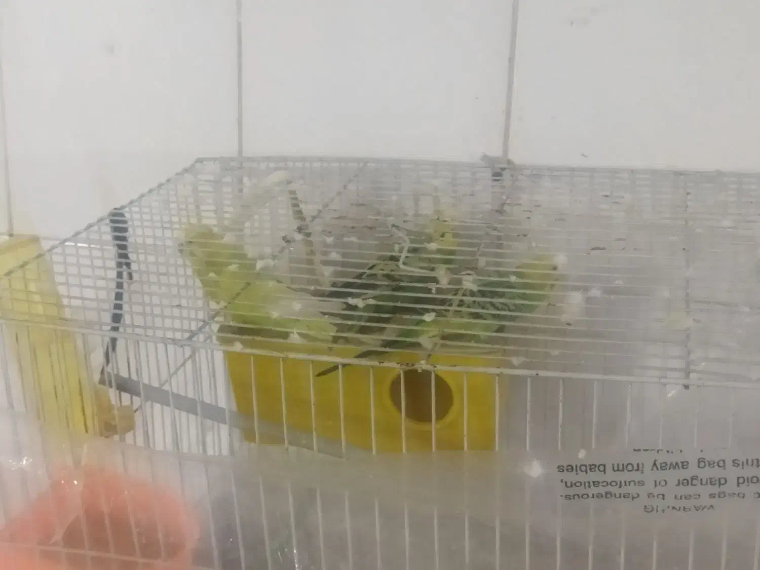 مرغ عشق|پرنده|بیرجند, |دیوار