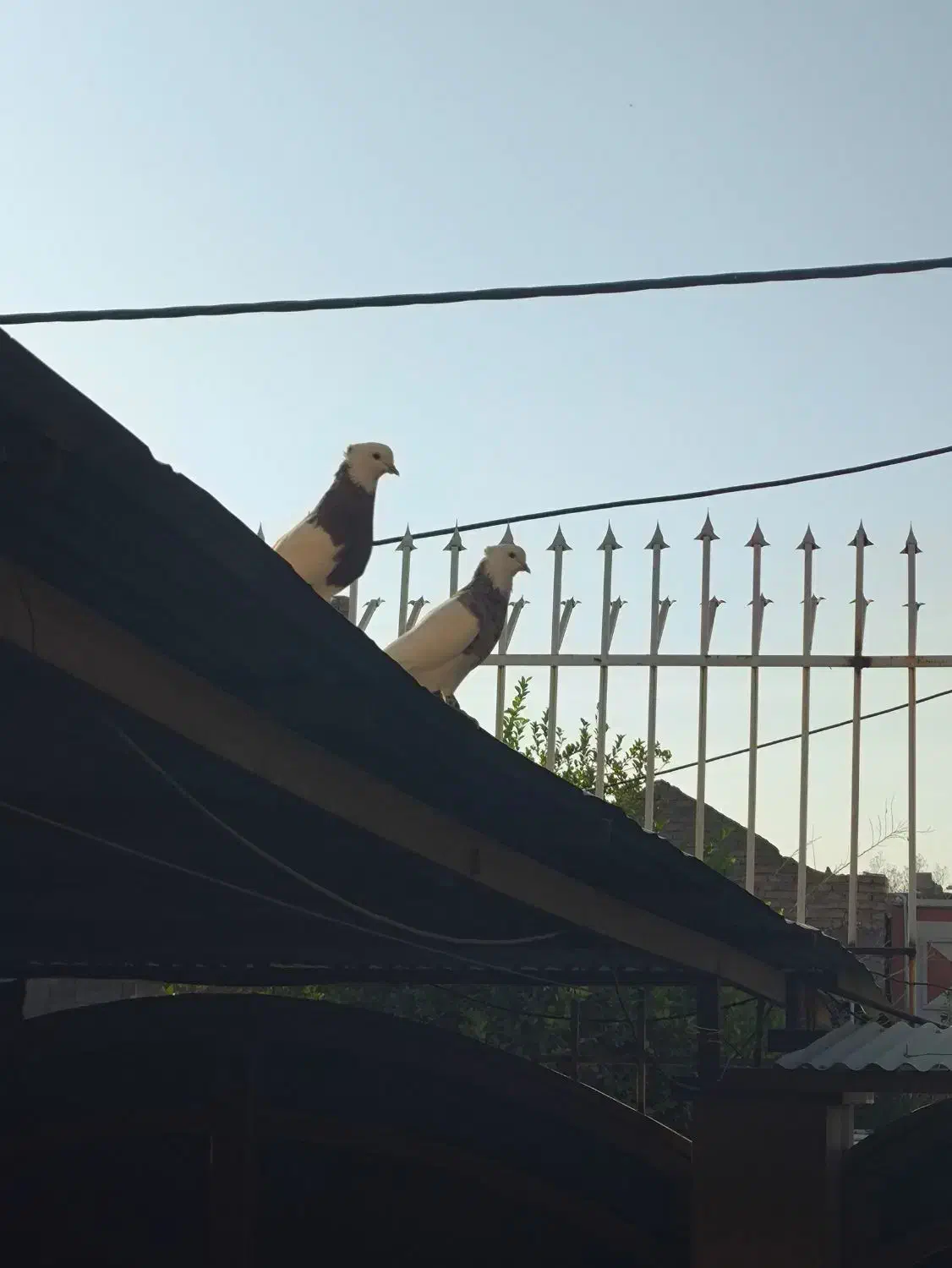 کبوتر گمشده|پرنده|برازجان, |دیوار