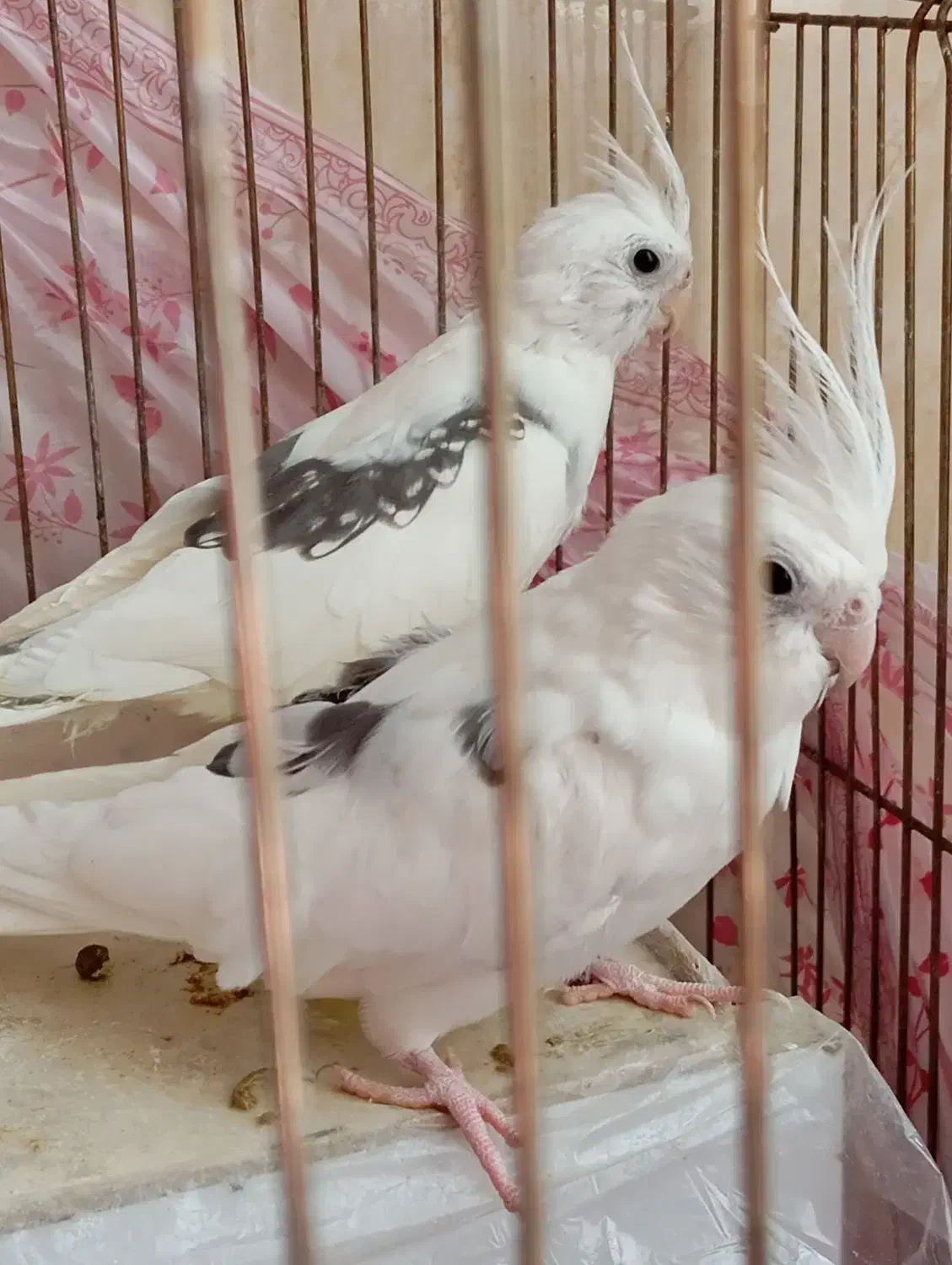 عروس هلندی نر ماده|پرنده|جوانرود, |دیوار