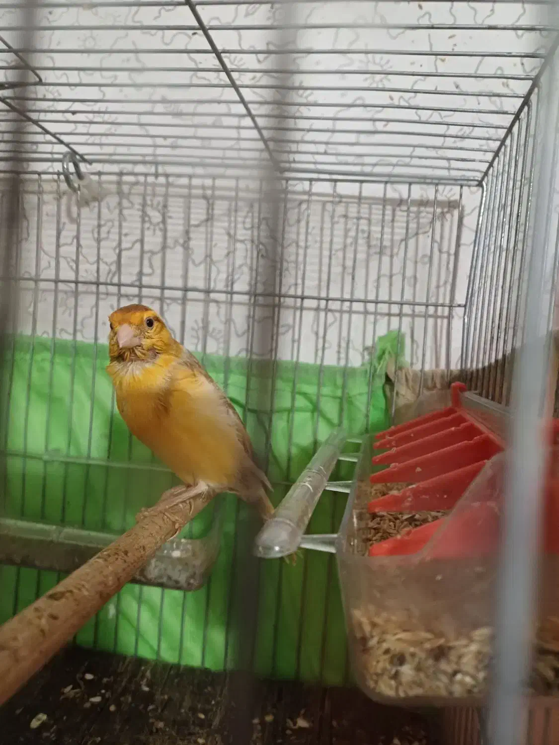 قناری نر|پرنده|رشت, شالکو|دیوار