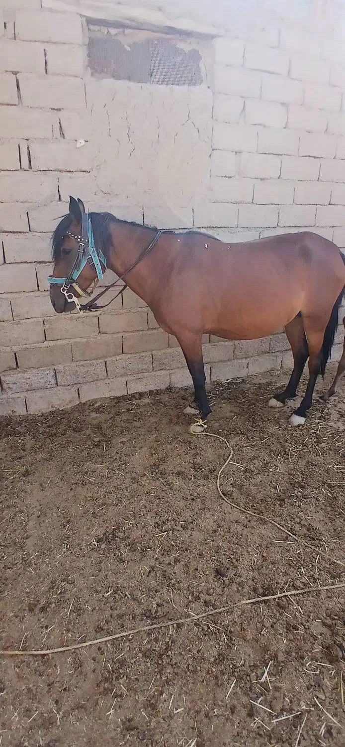 اسب|اسب و تجهیزات اسبسواری|درگز, |دیوار