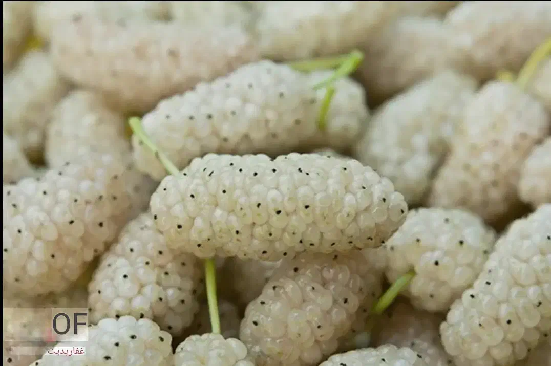 شیره توت سفیدخانگی خالص|خوردنی و آشامیدنی|قمصر, |دیوار