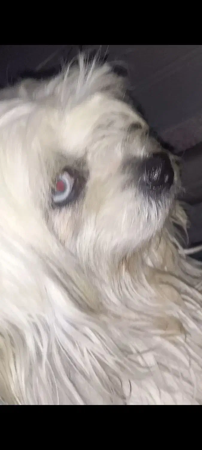 سگ پا کوتاه|حیوانات|همدان, |دیوار