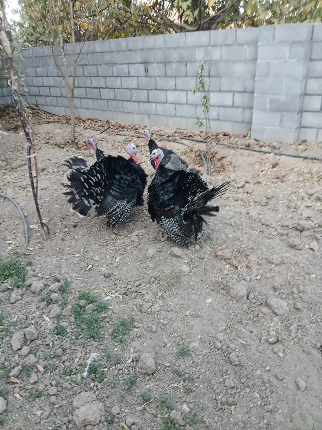 بوقلمون نرو ماده|حیوانات مزرعه|یزد, |دیوار