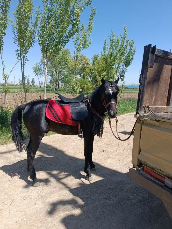 اسب نر|اسب و تجهیزات اسبسواری|بستان آباد, |دیوار