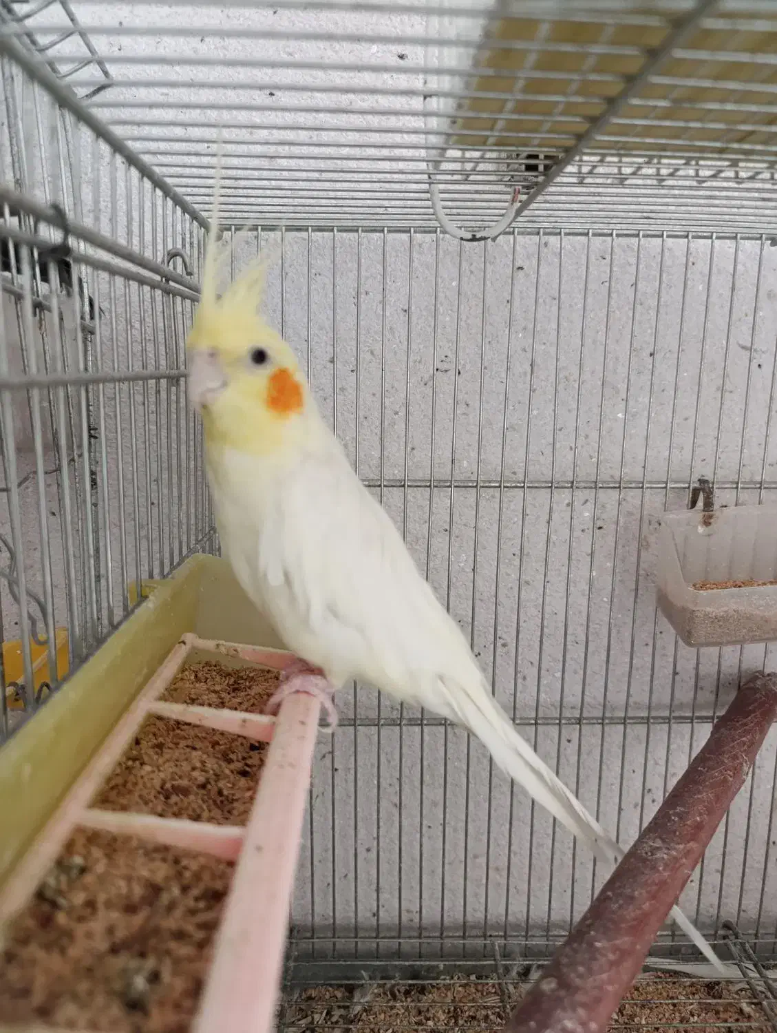 عروس وکوتوله|پرنده|ابریشم, |دیوار