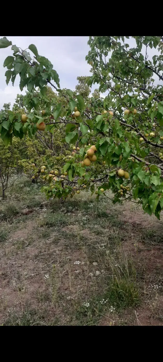 فروش یک قطعه باغ متراز۲۵۰۰متر مربع|فروش زمین و ملک کلنگی|درب بهشت, |دیوار