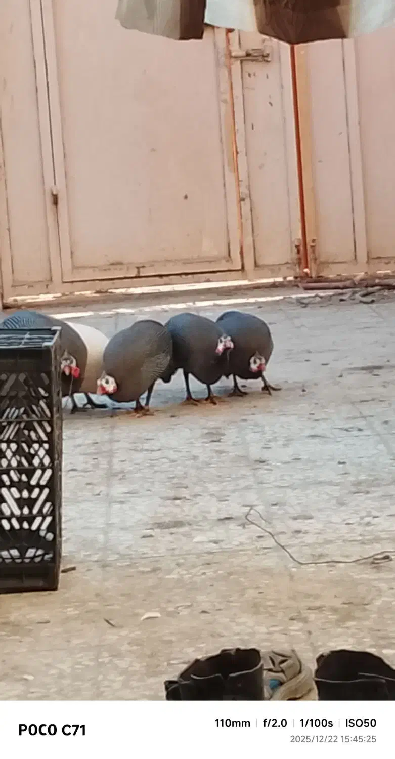 مورغ شاخک|حیوانات مزرعه|هامون, |دیوار