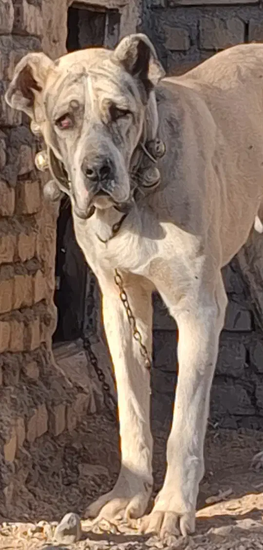 توله نر 10ماهه|سگ|خلیل آباد, |دیوار