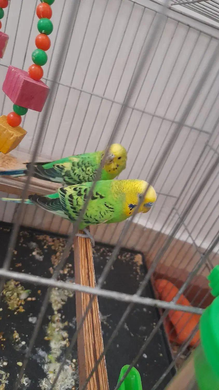 مرغ عشق|پرنده|شاهین دژ, |دیوار