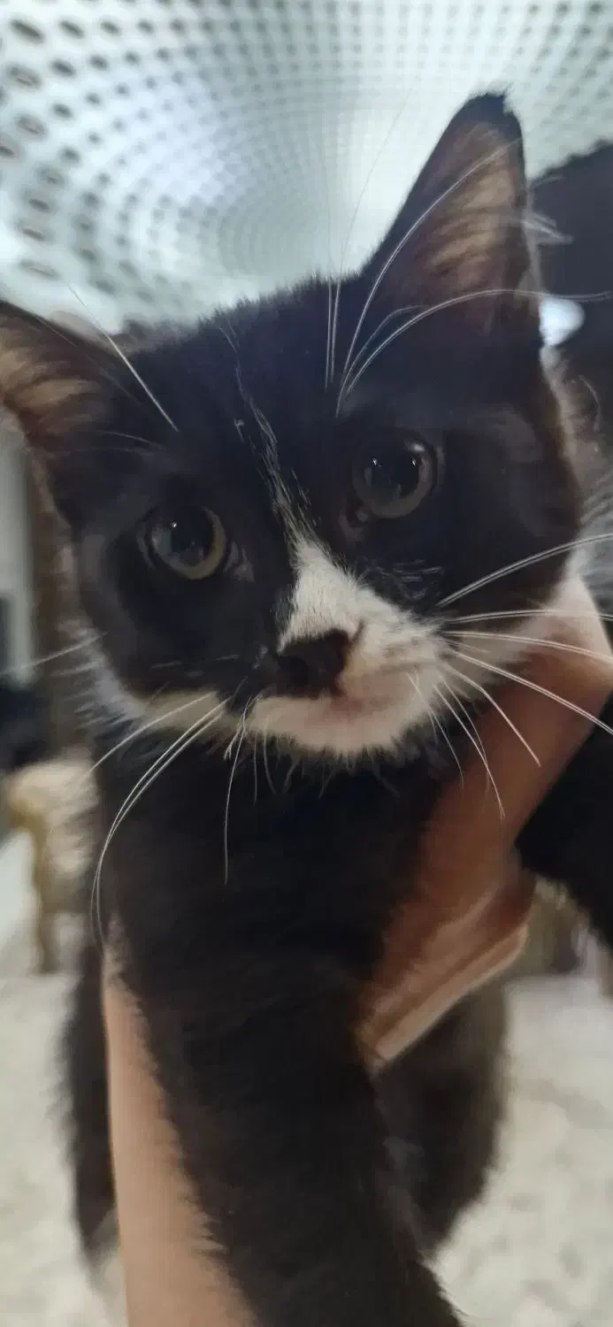 گربه واگذاری|گربه|اصفهان, بهارستان|دیوار