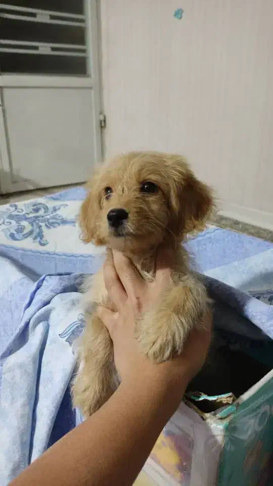 توله سگ میکس پودل وماتیز|سگ|شیراز, فرگاز|دیوار