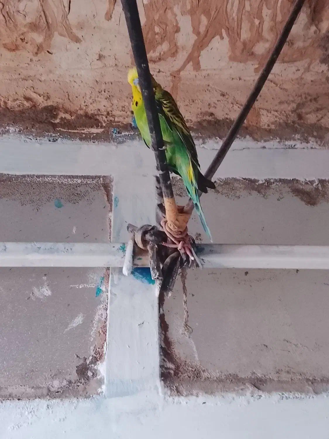 سخنگو|پرنده|تربت جام, جلگه موسی آباد|دیوار