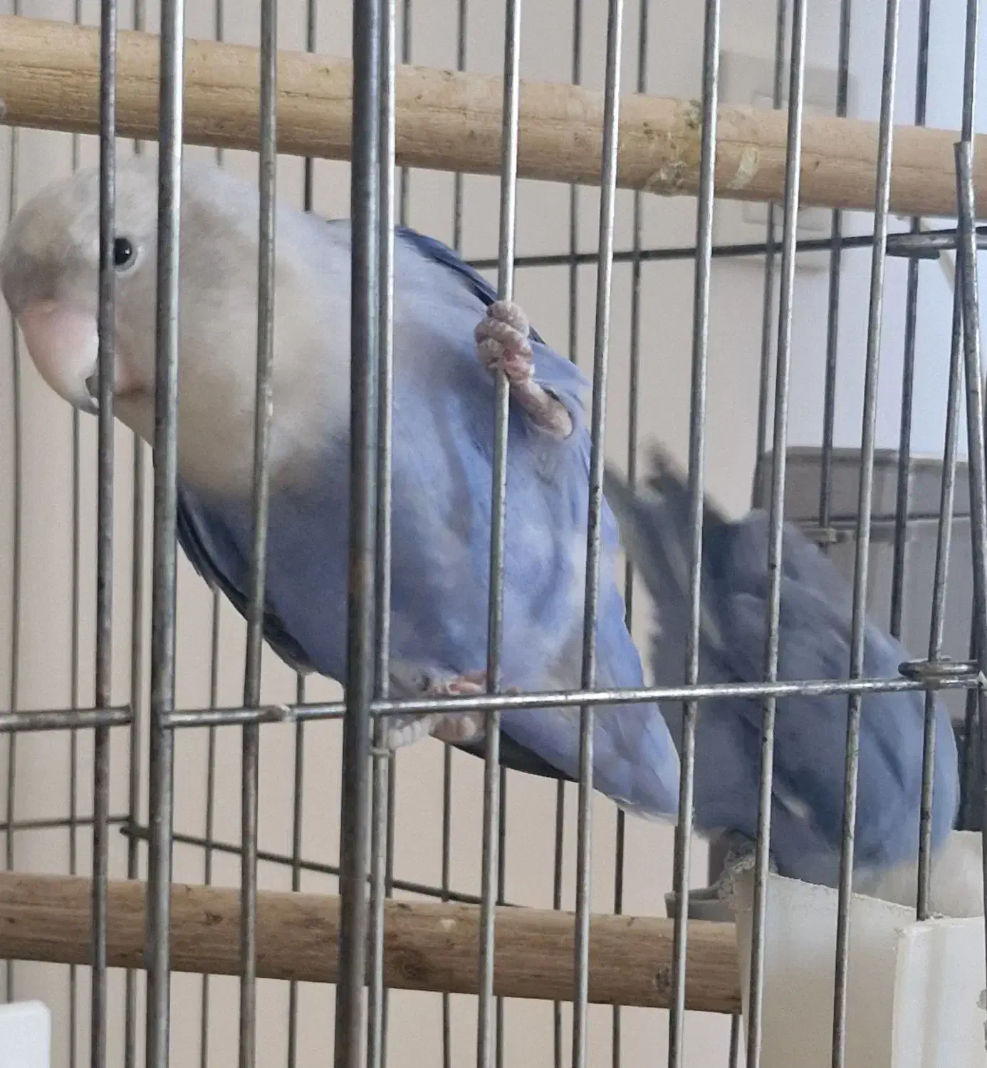 طوطی برزیلی مولد مارال|پرنده|اسلام‌شهر, شهرک انبیا|دیوار