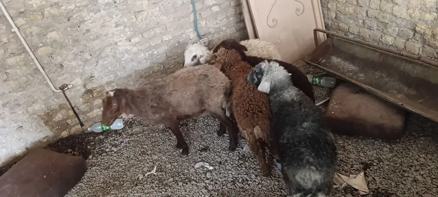 5تا بره نر و ماده قلم دار درجه یک ضمانتی|حیوانات مزرعه|مشهد, سیسآباد|دیوار