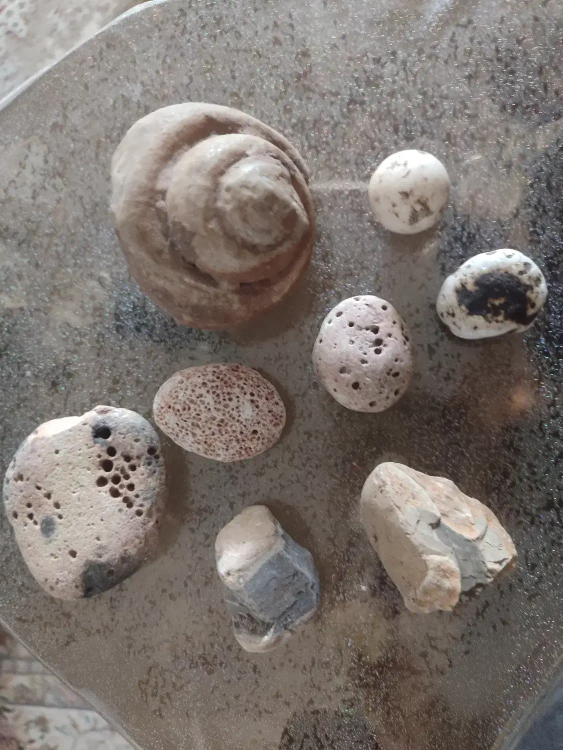 سنگ حلزونی|کلکسیون اشیاء عتیقه|شیراز, نصر|دیوار