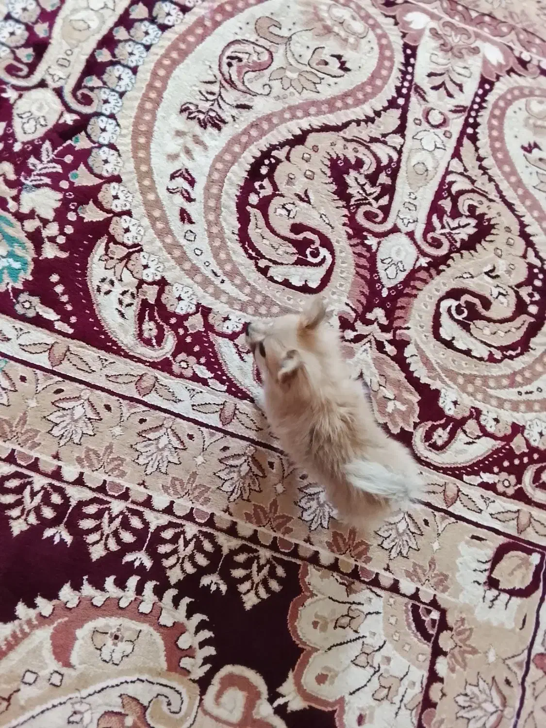 فروش یک سگ پامر خرسی ب فروش میرد|سگ|بم, |دیوار