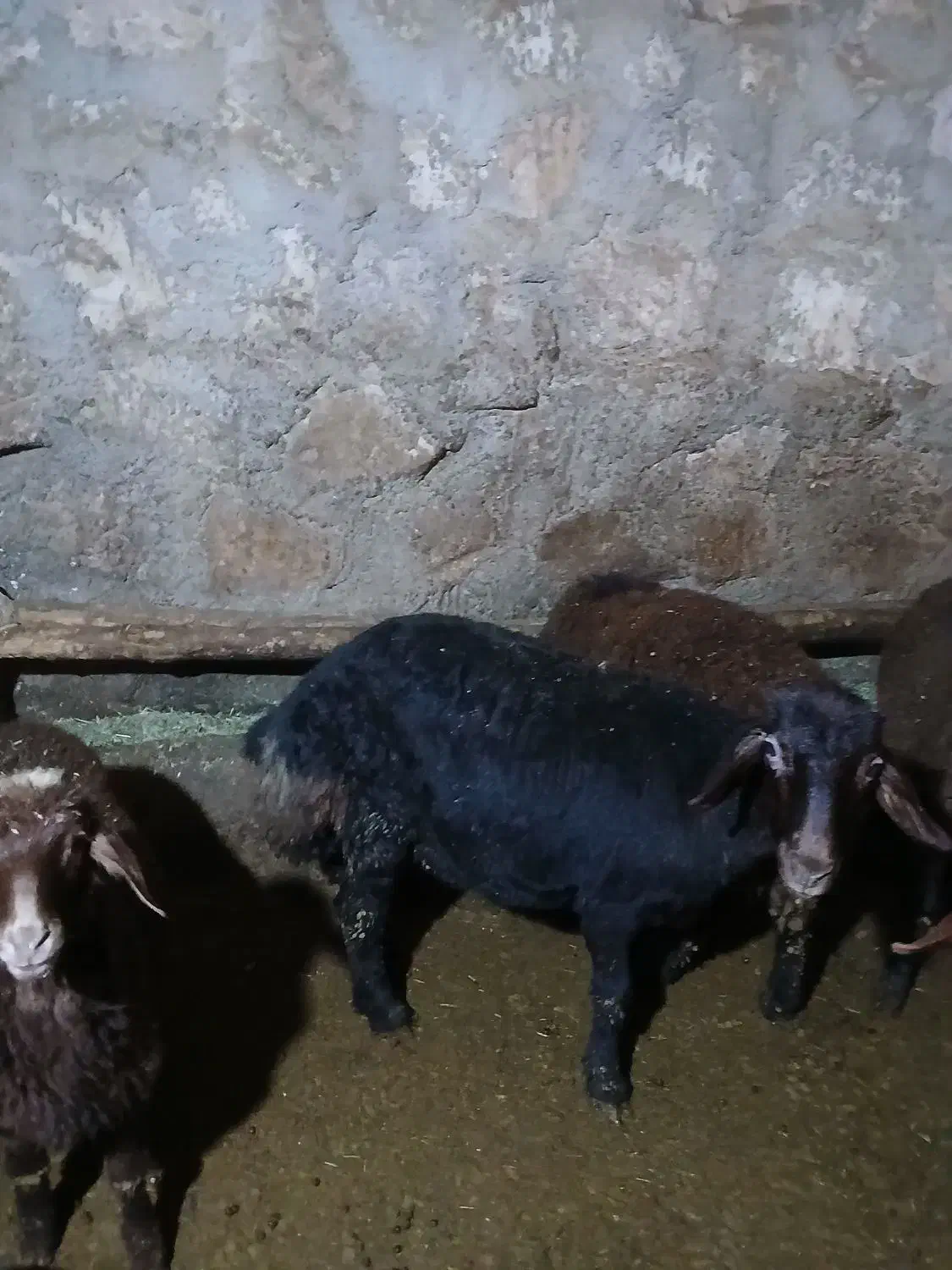 بره ماده قزل|حیوانات مزرعه|دهگلان, |دیوار