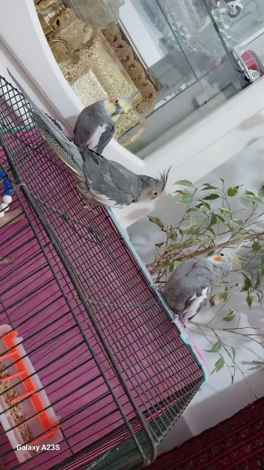 فروش عروس هلند ی|پرنده|گرمسار, |دیوار