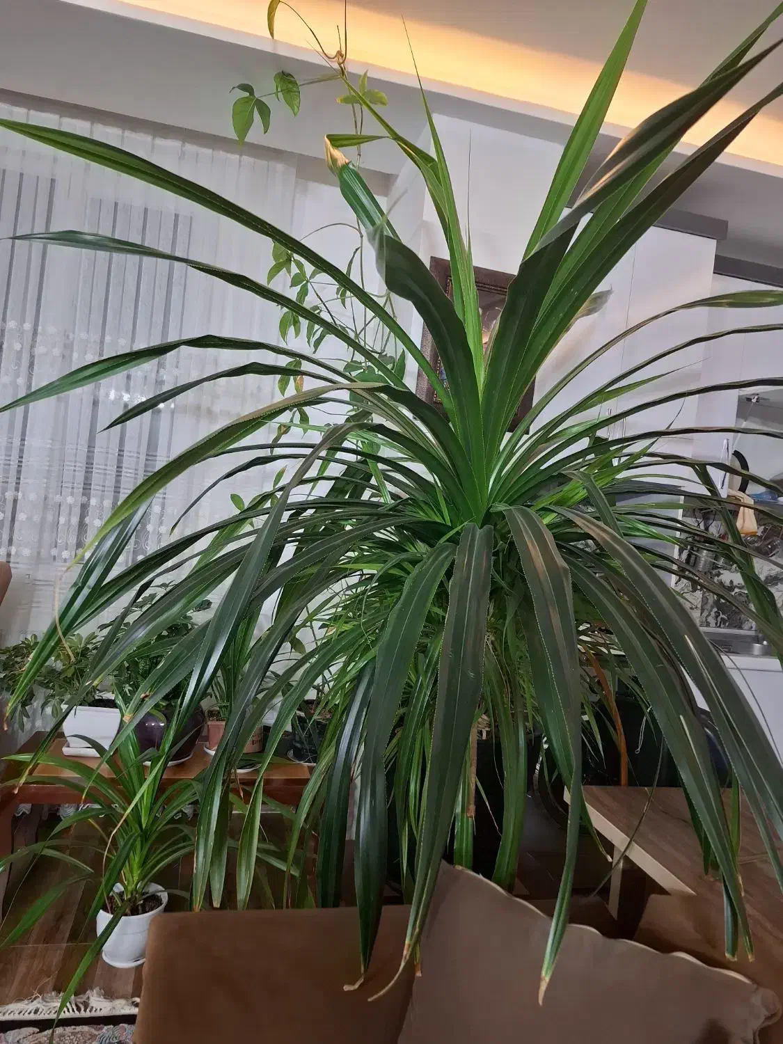 گل پاندانوس|گل و گیاه طبیعی|نیشابور, بنیاد شهید|دیوار