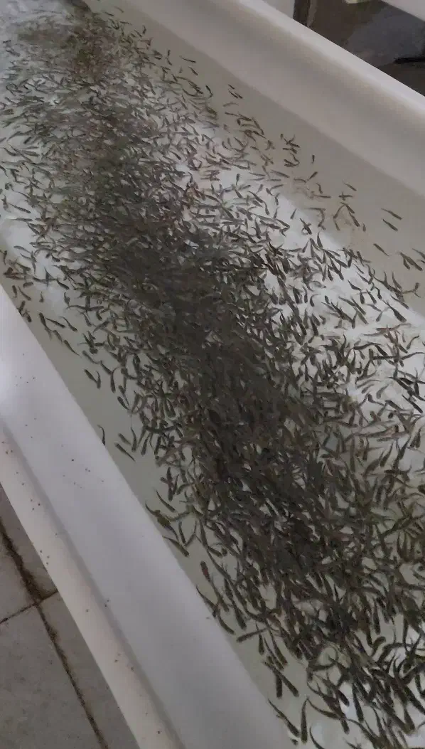 فروش بچه ماهی آکوالند یک گرمی|عمدهفروشی|بلده, |دیوار