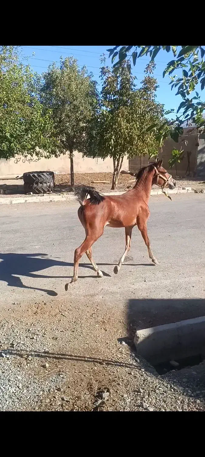 اسب|اسب و تجهیزات اسبسواری|بیلوار, |دیوار