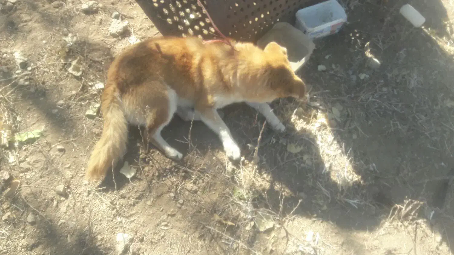 سگ پاپی|سگ|شراء, |دیوار