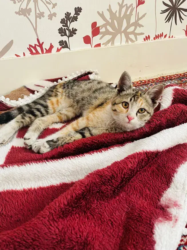 یک بچه گربه ناز و خانگی و بازیگوش (رایگان )|گربه|بیرجند, |دیوار