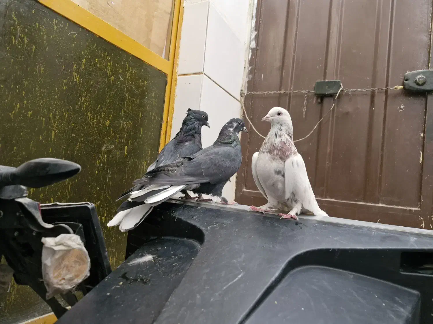 کفتر صداکن اصفهانی|پرنده|برخوار, |دیوار