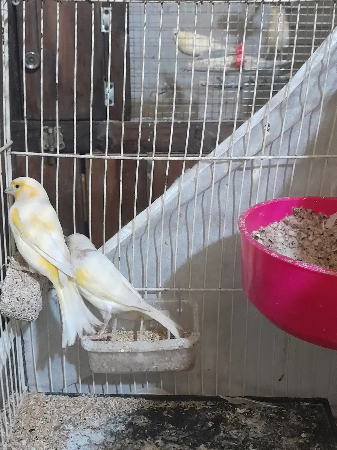 قناری|پرنده|مشهد, فرهنگیان (شهرک غرب)|دیوار