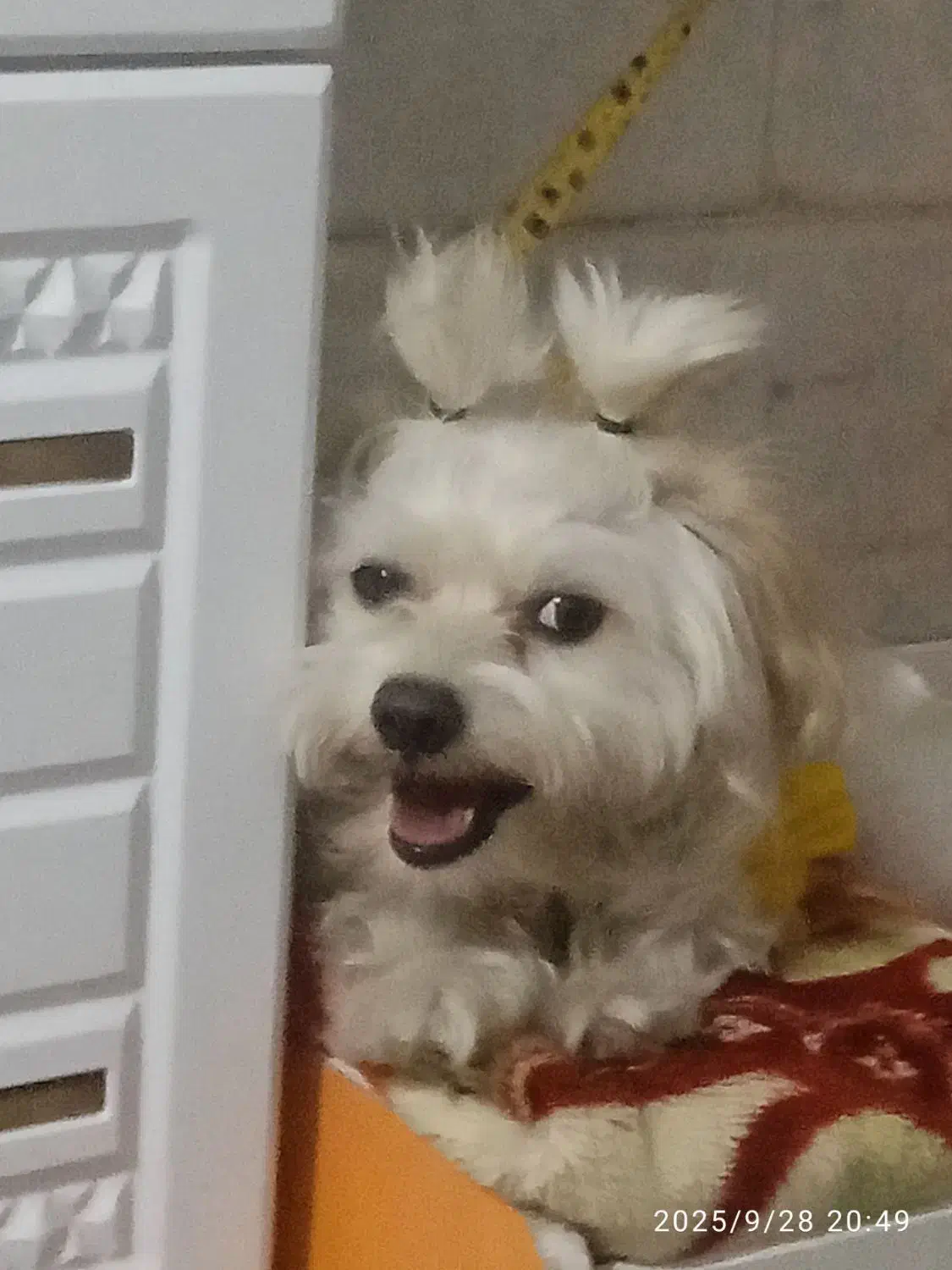 سگ شیتزو|سگ|کرمان, |دیوار