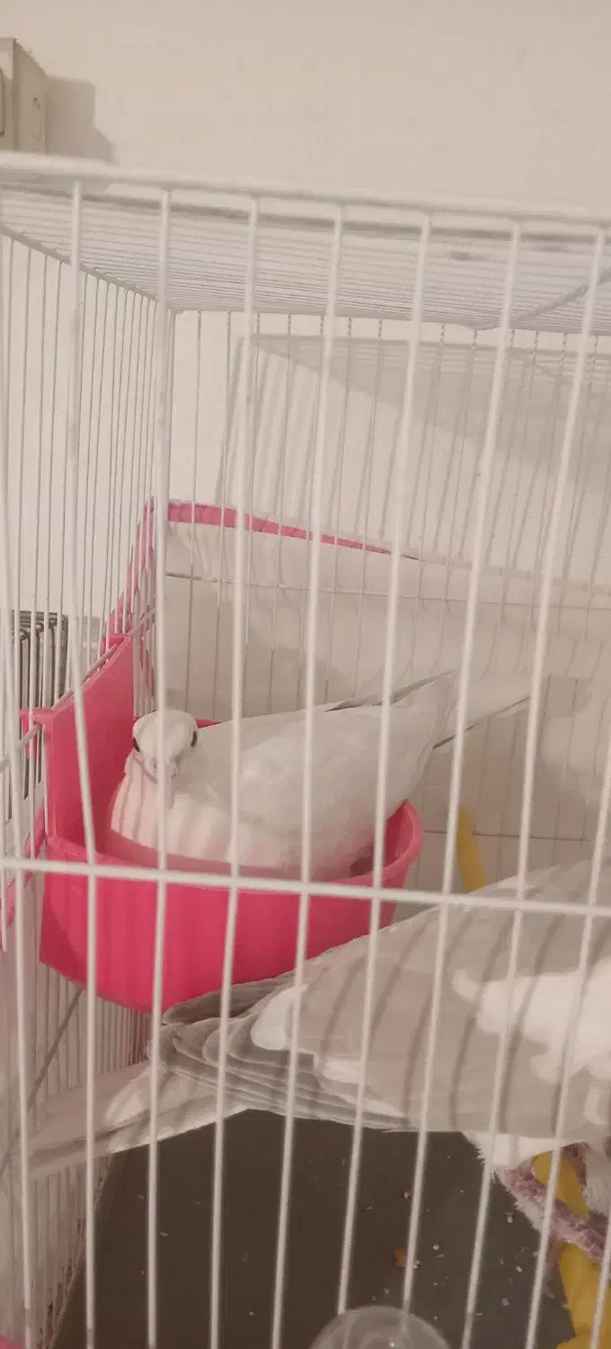 کبوتر|پرنده|مشهد, رده|دیوار