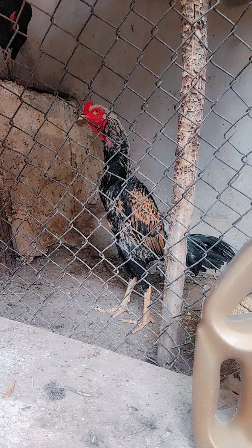 لاری اوشامو|حیوانات مزرعه|شیراز, رکن‌آباد|دیوار