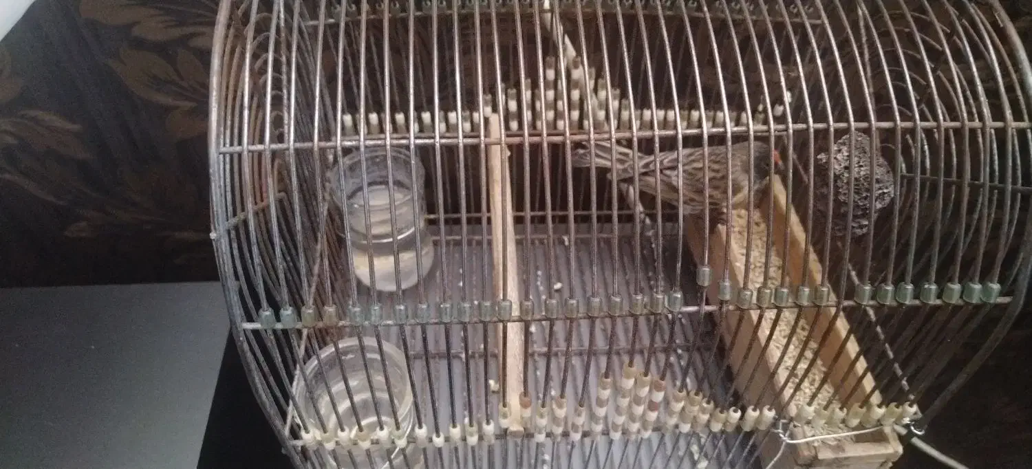 سهره گلبسر|پرنده|زرقان, |دیوار