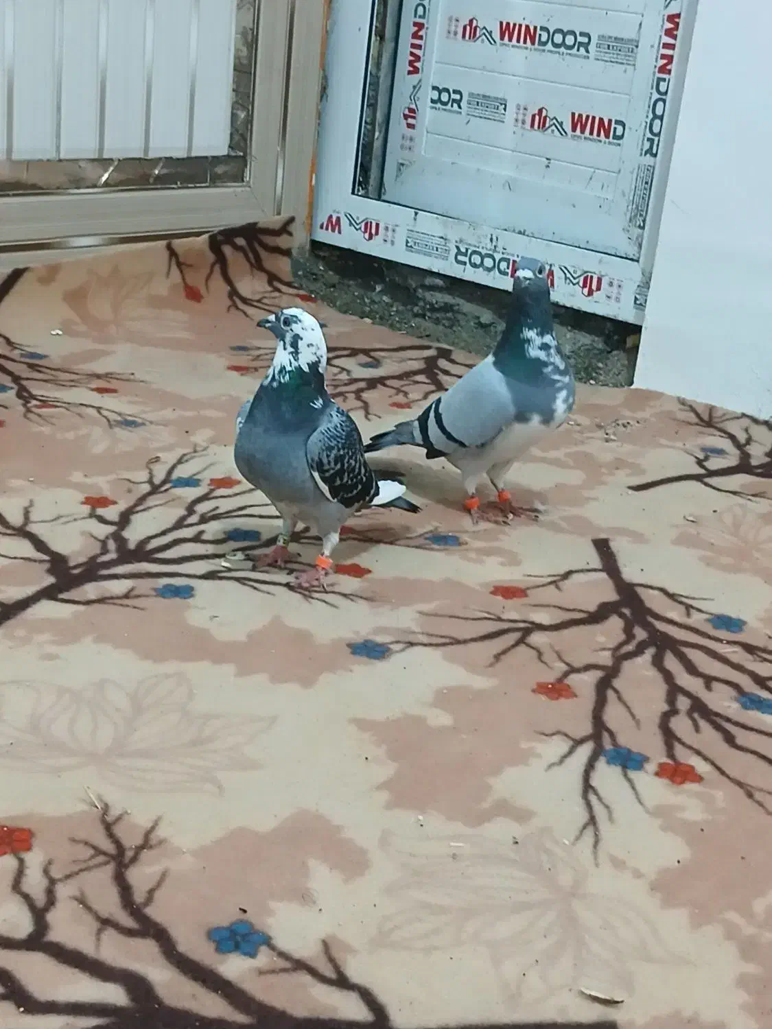 جفت ابلغ|پرنده|هامون, |دیوار