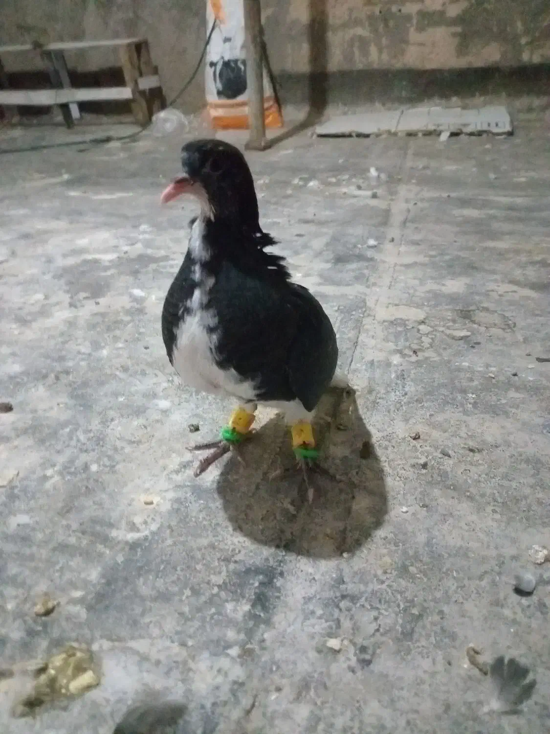 کبوتر|پرنده|نیشابور, مازول|دیوار