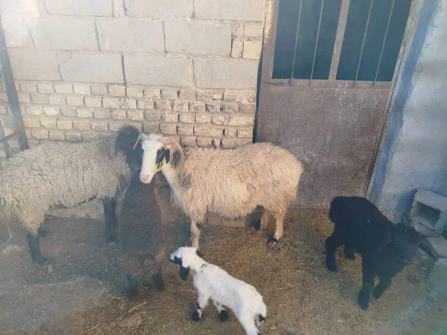 ۱۰راس میش زاییده|حیوانات مزرعه|مهریز, |دیوار