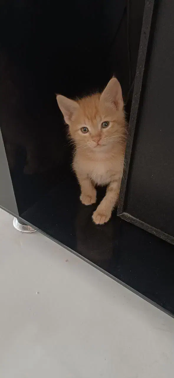 واگذاری گربه|گربه|کرج, جهان‌شهر|دیوار