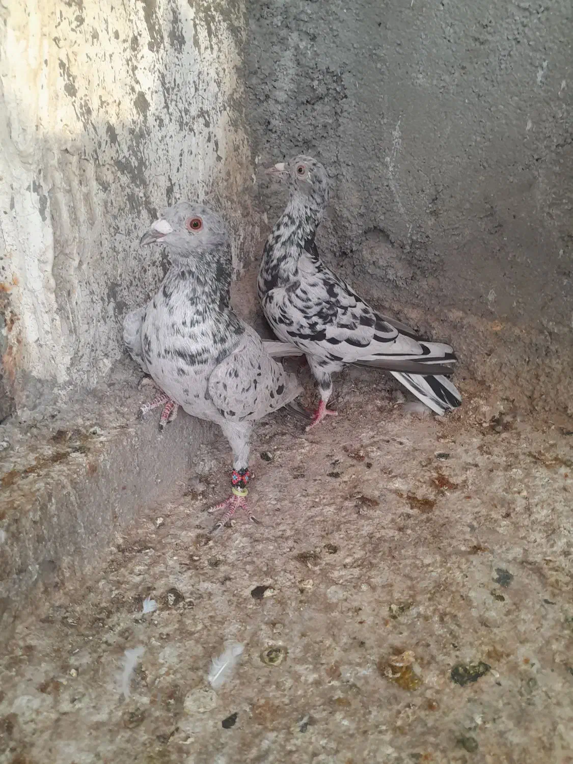 کبوتر|پرنده|برازجان, |دیوار