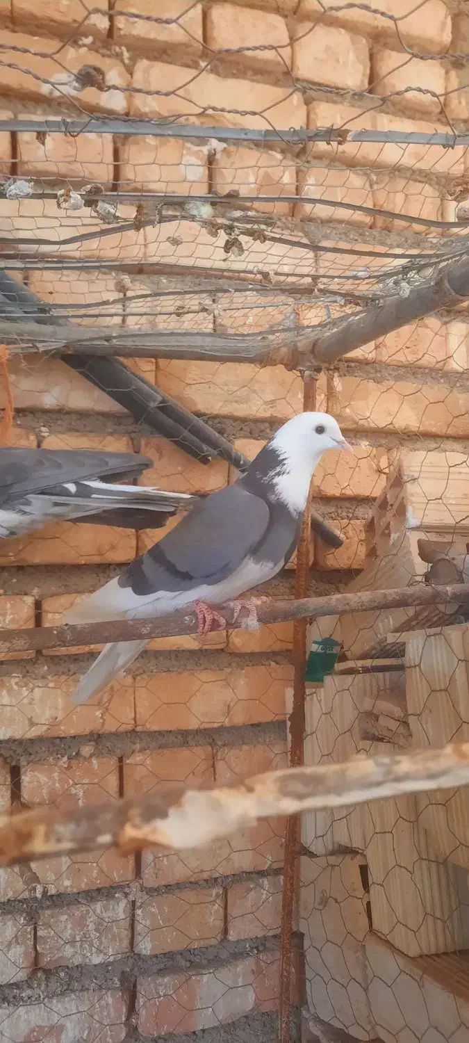 پرشی|پرنده|لالجین, |دیوار