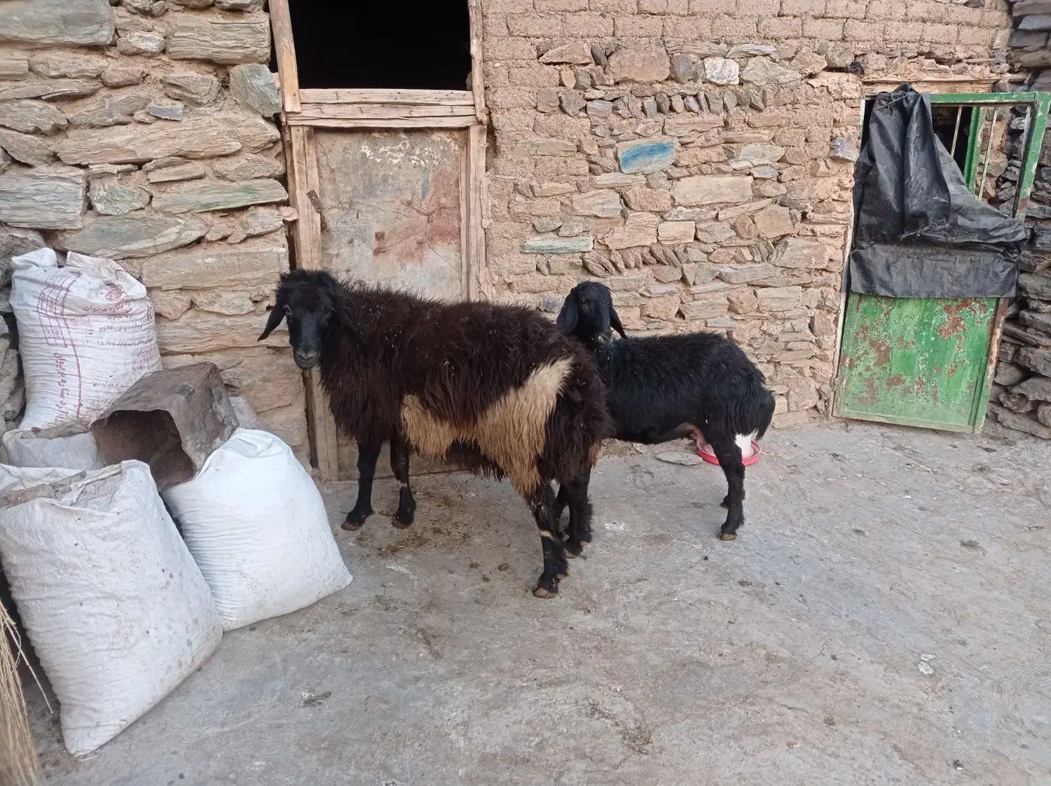 شیشک نر|حیوانات مزرعه|مریوان, |دیوار