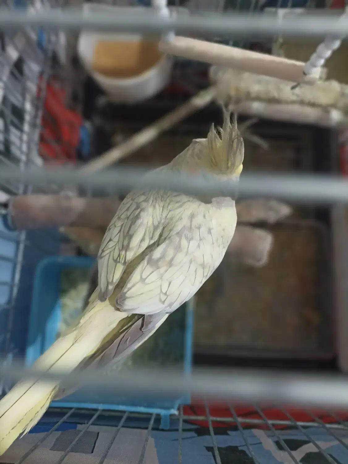 عروس هلندی ماده|پرنده|شیراز, تندگویان|دیوار