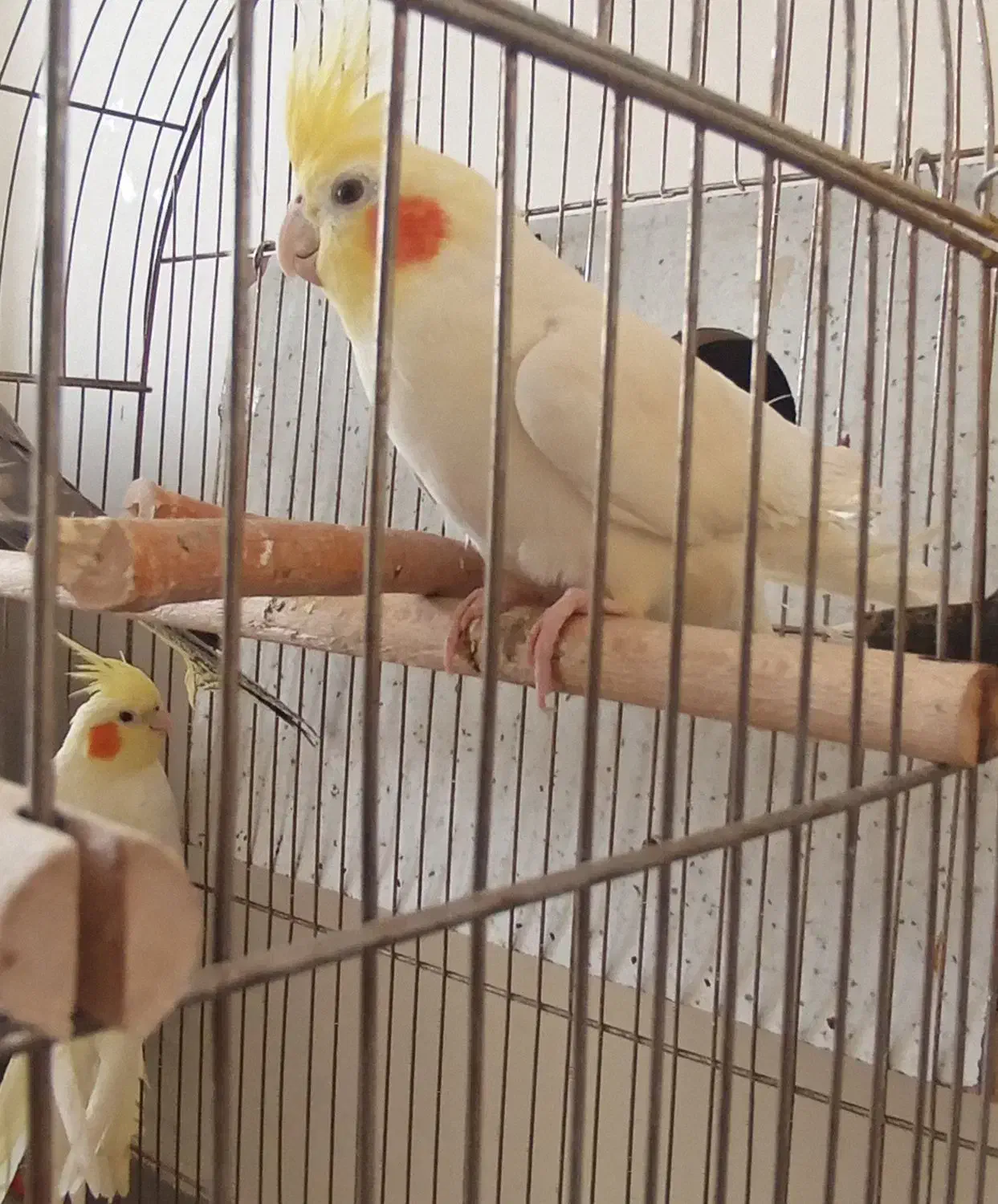 عروس هلندی|پرنده|هشتگرد, شهرک وحدت|دیوار